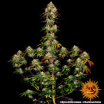 Barneys Farm Amnesia Lemon 5
