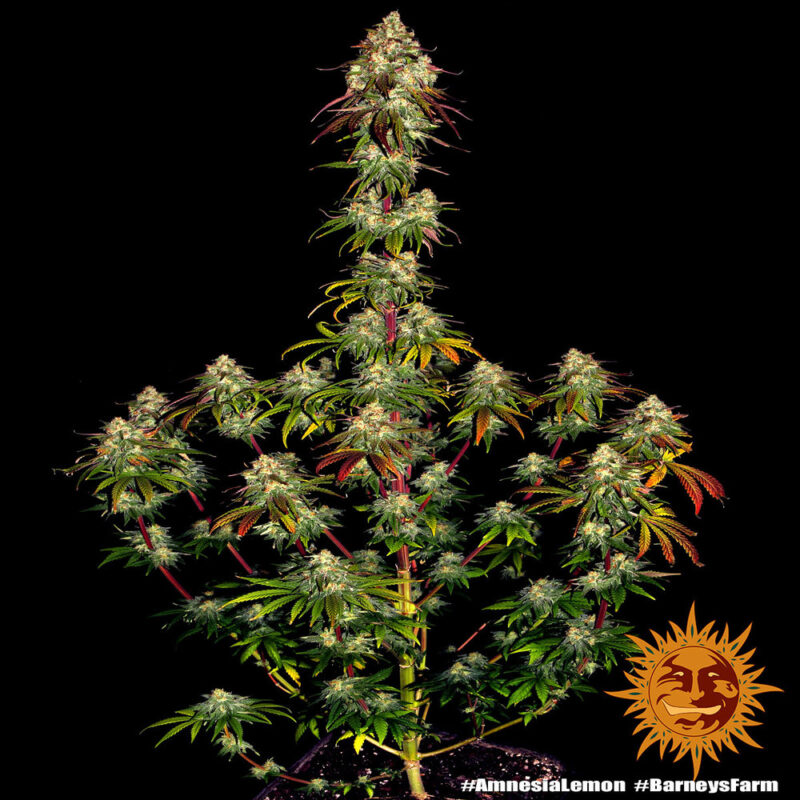 Barneys Farm Amnesia Lemon 5