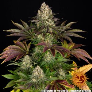 Barneys Farm Biscotti 2