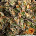 Barneys Farm Biscotti 5