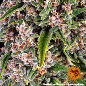 Barneys Farm Blue Cheese 2