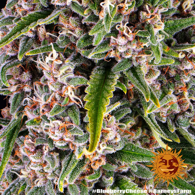 Barneys Farm Blue Cheese 2