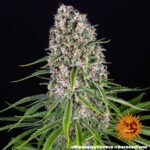 Barneys Farm Blue Cheese 3