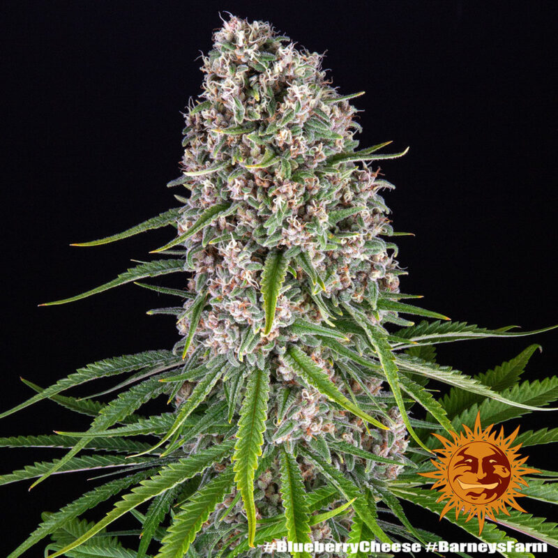 Barneys Farm Blue Cheese 3