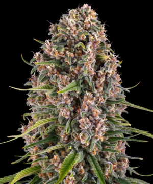 Barneys Farm Blue Cheese