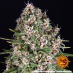 Barneys Farm Blue Cheese 4
