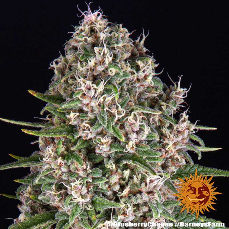 Barneys Farm Blue Cheese 4
