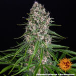 Barneys Farm Blue Cheese 5