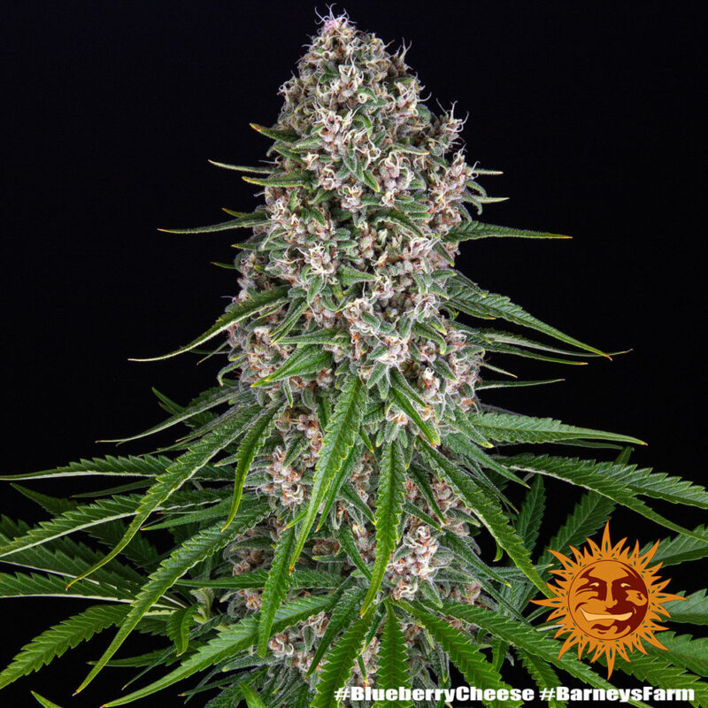 Barneys Farm Blue Cheese 5