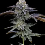 Barneys Farm Blue Dream