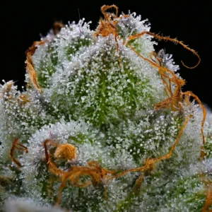 Barneys Farm Blue Dream 2