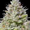 Barneys Farm Blue Gelato 41