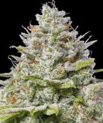 Barneys Farm Blue Gelato 41