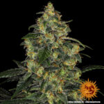 Barneys Farm Blue Gelato 41 2