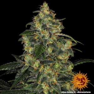Barneys Farm Blue Gelato 41 2