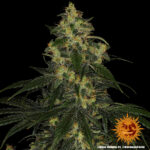 Barneys Farm Blue Gelato 41 3