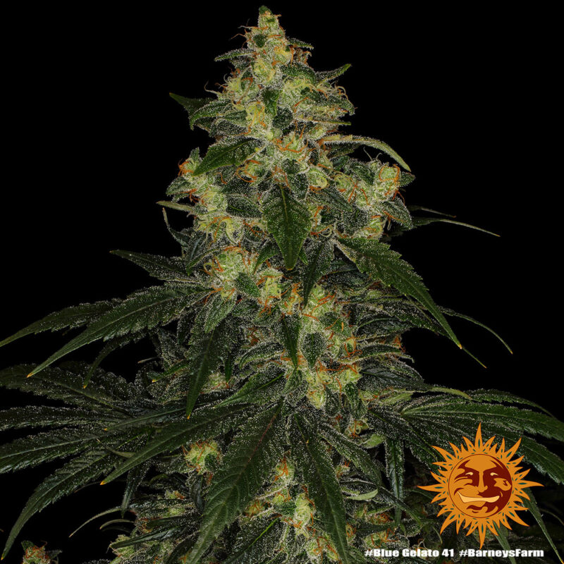 Barneys Farm Blue Gelato 41 3
