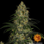 Barneys Farm Blue Gelato 41 4