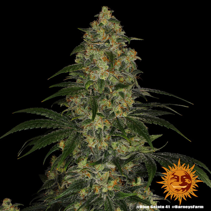 Barneys Farm Blue Gelato 41 4