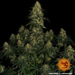 Barneys Farm Blue Gelato 41 5