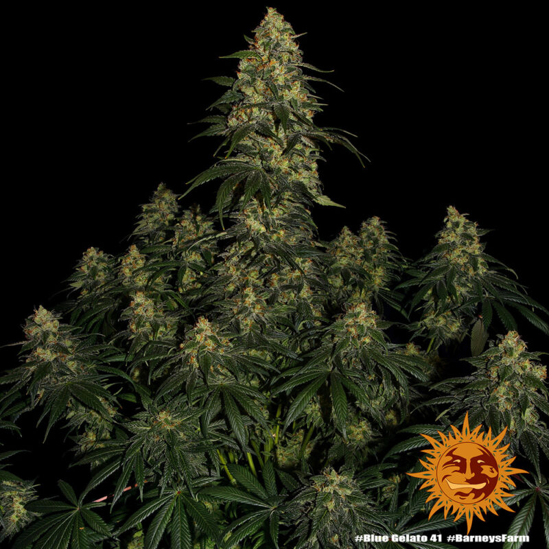 Barneys Farm Blue Gelato 41 5