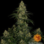 Barneys Farm Blue Gelato 41 6