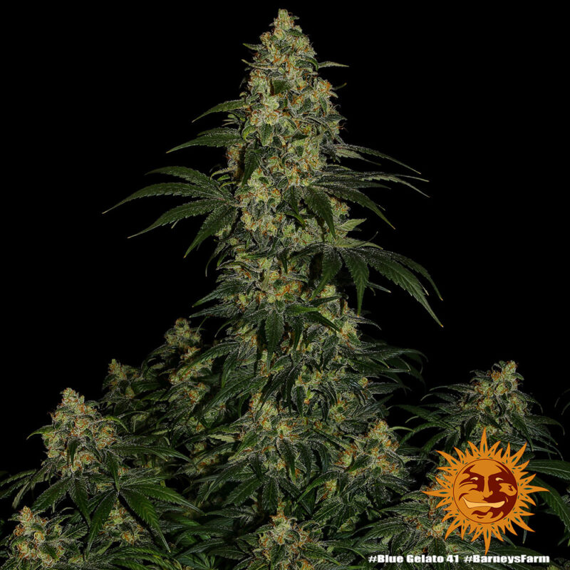 Barneys Farm Blue Gelato 41 6
