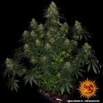 Barneys Farm Blue Gelato 41 7
