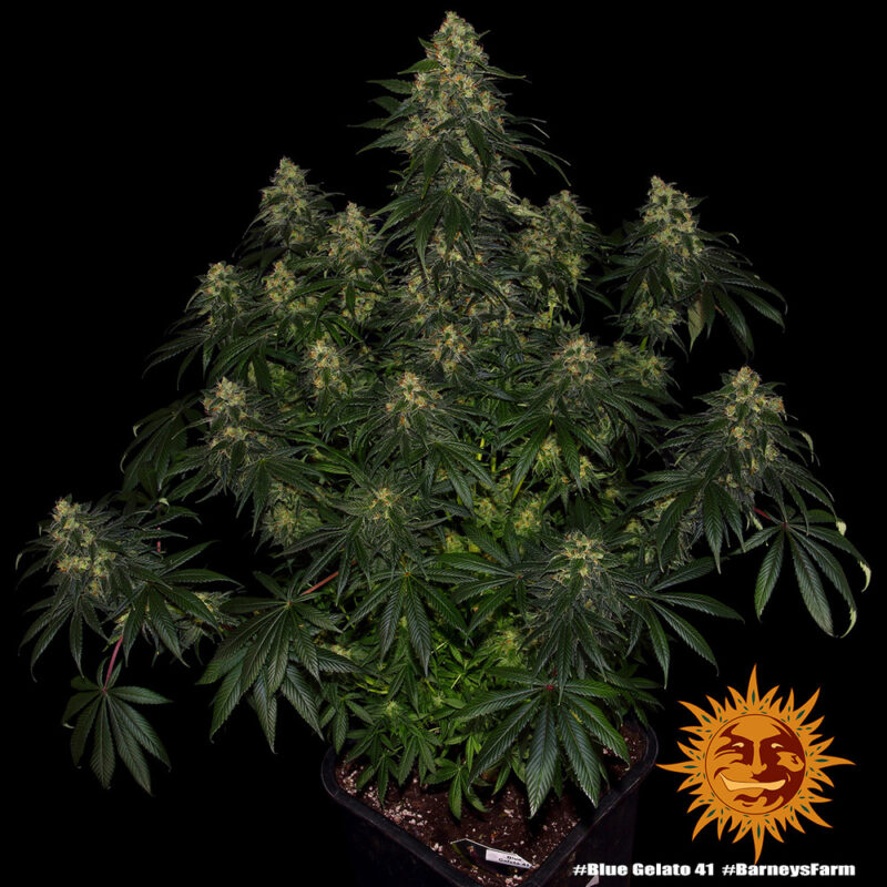 Barneys Farm Blue Gelato 41 7
