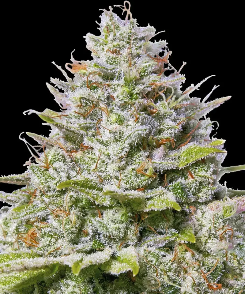 Barneys Farm Blue Gelato 41