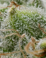 Barneys Farm Bruce Banner 2