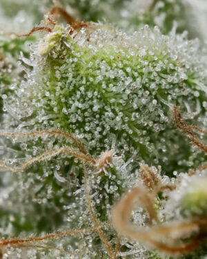 Barneys Farm Bruce Banner 2