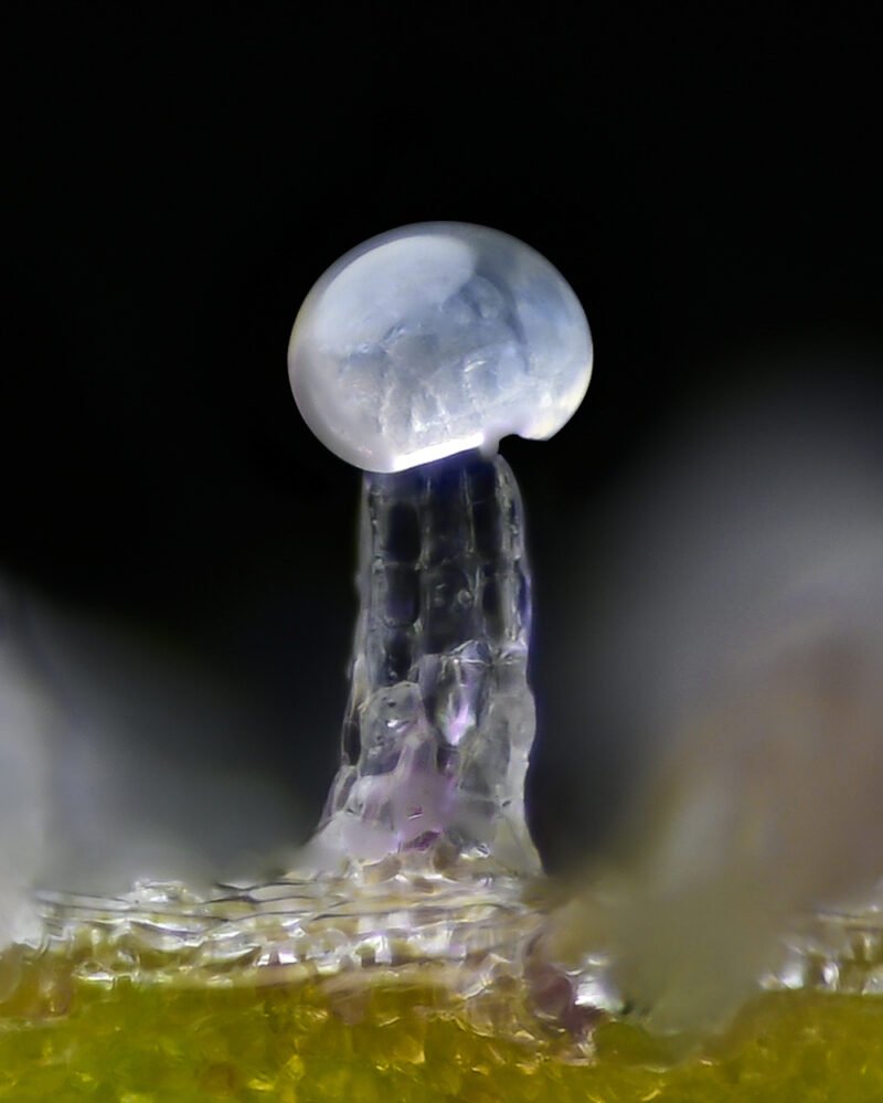 Barneys Farm Bruce Banner 3