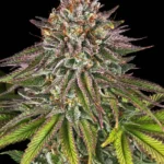 Barneys Farm Critical Kush