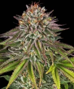 Barneys Farm Critical Kush