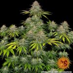 Barneys Farm Critical Kush 2