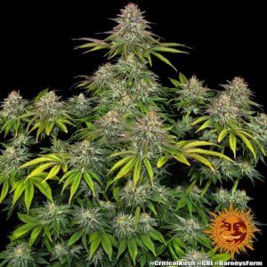 Barneys Farm Critical Kush 2