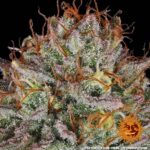 Barneys Farm Critical Kush 3