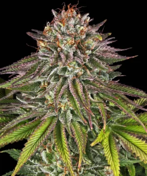 Barneys Farm Critical Kush