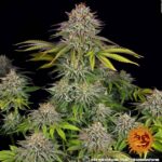 Barneys Farm Critical Kush 4