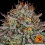 Barneys Farm Critical Kush 5