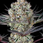 Barneys Farm Dos Si Dos 33