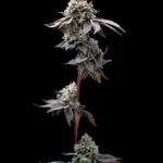 Barneys Farm GMO Cookies