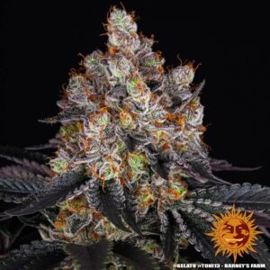 Barneys Farm Gelato 2