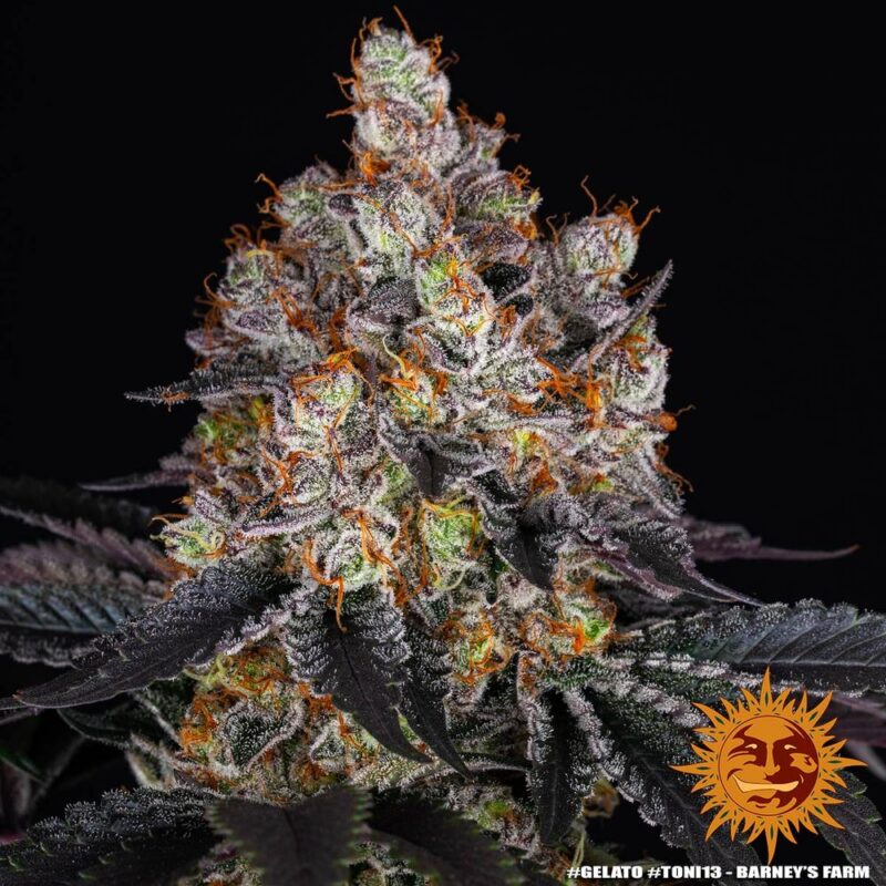 Barneys Farm Gelato 2