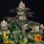 Barneys Farm Gelato 3