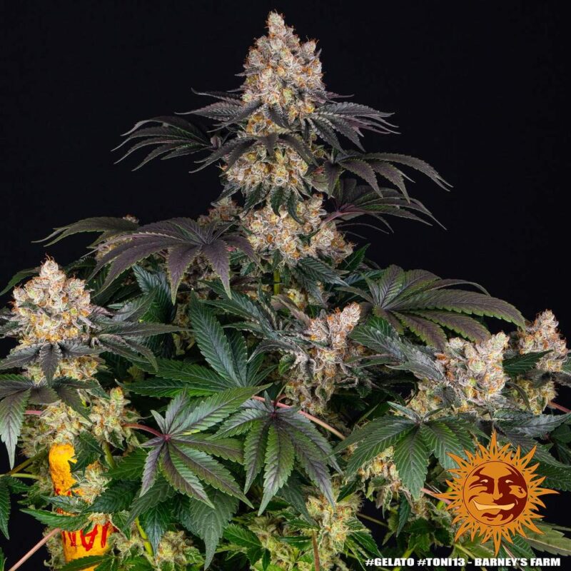 Barneys Farm Gelato 3