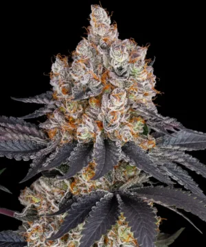Barneys Farm Gelato