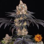 Barneys Farm Gelato 4
