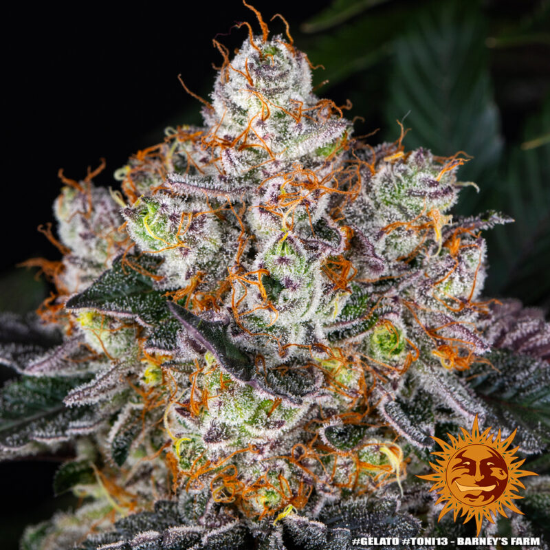 Barneys Farm Gelato 5